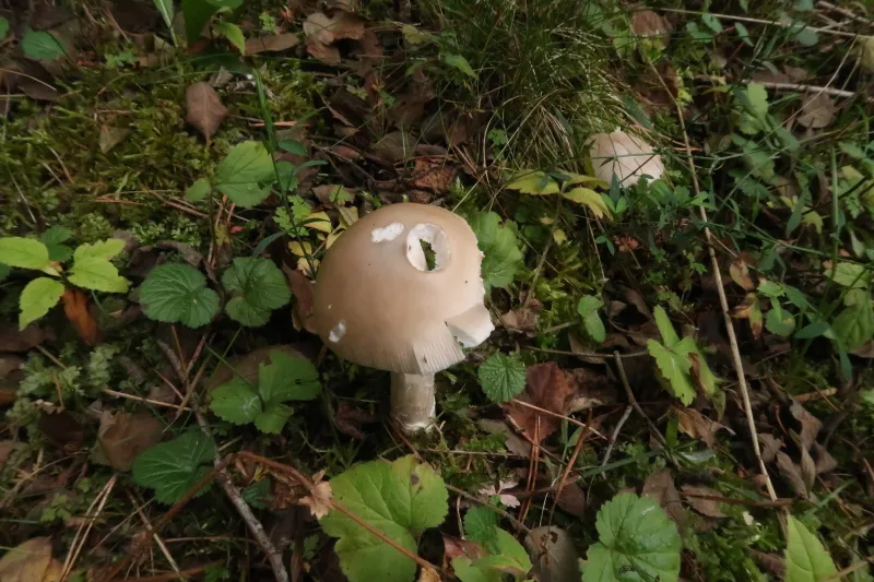 Amanita vaginata 1 - IMG_7662